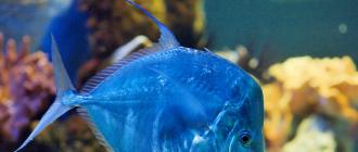Geräucherter Fisch Vomer – „Lernen Sie diesen Vomer kennen